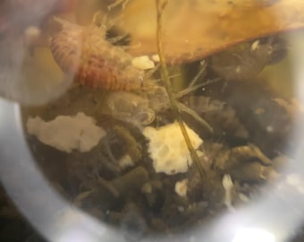 Más de 100 anfípodos vivos de agua dulce (Gammarus): el alimento natural definitivo para peces y el equipo ideal para la limpieza del acuario.