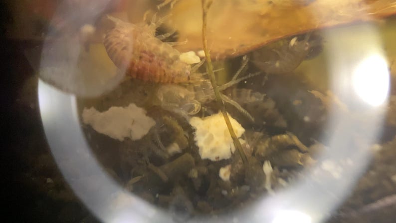 May include: Close-up of aquatic life in a tank. The image shows several small, translucent creatures with visible segments, alongside pieces of food and plant matter. The creatures have a reddish-brown hue, and the tank's water appears murky.