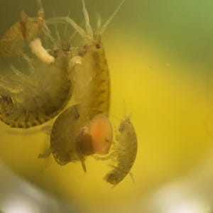 May include: Close-up of several small, translucent crustaceans with segmented bodies and visible appendages. The creatures are in a yellow-tinted liquid, possibly water, with a blurred background. The image highlights the details of the aquatic life.
