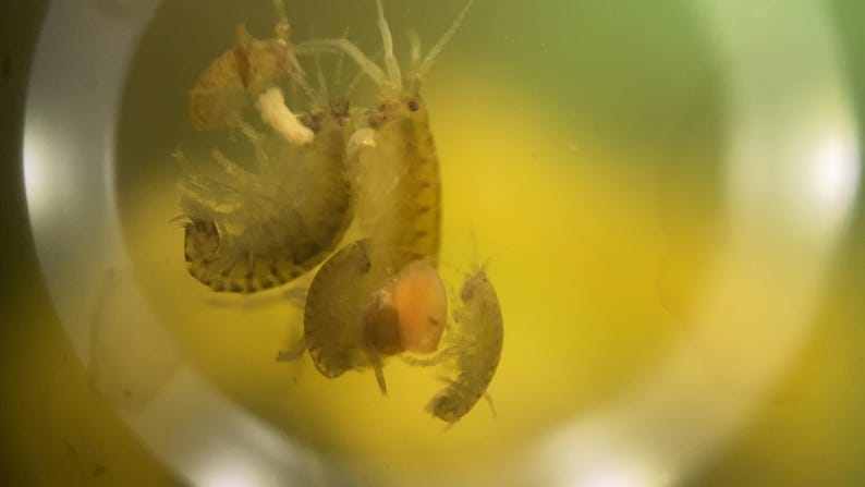 May include: Close-up of several small, translucent crustaceans with segmented bodies and visible appendages. The creatures are in a yellow-tinted liquid, possibly water, with a blurred background. The image highlights the details of the aquatic life.