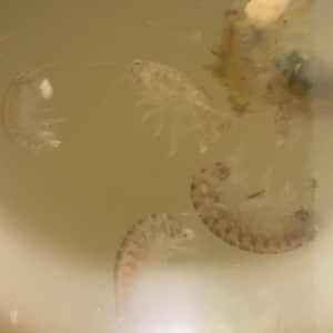 May include: Close-up of several small, translucent crustaceans in a light brown liquid. The crustaceans have segmented bodies and visible appendages. The image is well-lit, highlighting the details of the organisms.