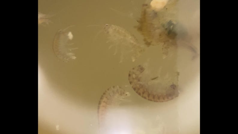 May include: Close-up of several small, translucent crustaceans in a light brown liquid. The crustaceans have segmented bodies and visible appendages. The image is well-lit, highlighting the details of the organisms.