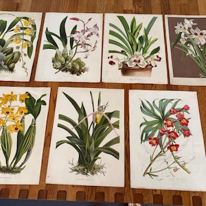 Vintage Orchideen Pflanzen Geschenke | 7 Orchideen T-Shirts | Lateinische Namen subtiliert | Orchidee Pflanzen Poster | Orchideenfarbene Geschenke