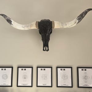 May include: A decorative black bull skull with long, curved horns, mounted on a wall. The horns are white with black tips. Below the skull are framed watch designs.