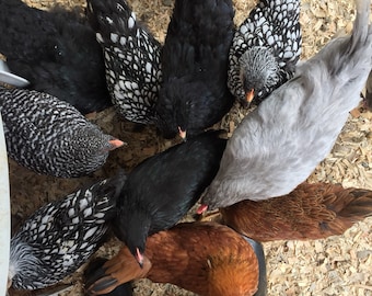 Curated 100 feather lots - wing, tail and fluff mixes -Natural shed, cruelty free chicken feathers - Get the exact lot seen!