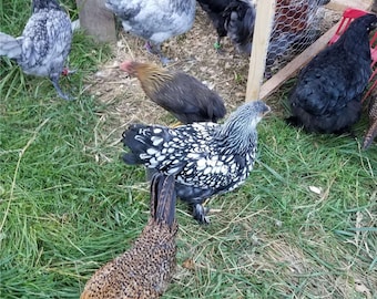 Curated 100 feather lots - wing, tail and fluff mixes -Natural shed, cruelty free chicken feathers - Get the exact lot seen!