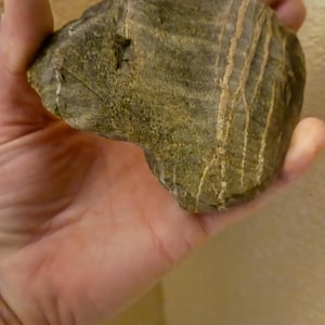 May include: A naturally shaped, olive-green rock with light tan linear patterns. The rock is held in a hand, showcasing its unique form and texture. The surface has a rough, weathered appearance, suggesting it's a natural stone.