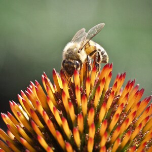 Echinacea Flower & Bee - 5&quot;x5&quot; Macro Nature Print and 4&quot;x4&quot; Greeting Card w/envelope