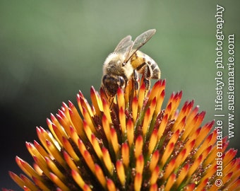 Echinacea Flower & Bee - 5"x5" Macro Nature Print and 4"x4" Greeting Card w/envelope