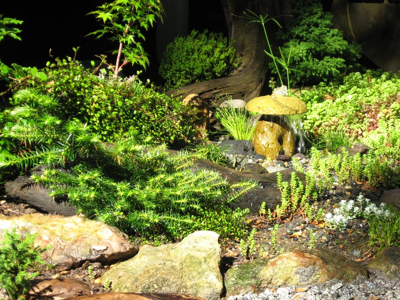 May include: A miniature zen garden with lush green plants, small trees, and a stone waterfall feature. The scene is illuminated, highlighting the textures of the rocks and foliage. The garden evokes a sense of tranquility and natural beauty.