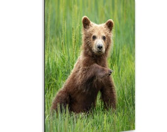 アラスカヒグマの子の写真プリント（野生動物、自然の壁飾り）