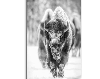 Yellowstone Winter Bison Print in Black & White -  wildlife wall art, snowy landscape