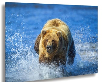 アラスカヒグマの釣り写真：野生動物写真