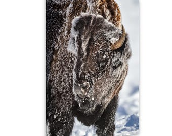 Bull Bison of Yellowstone - Frosted Wildlife Photo, Fine Art Nature Print, Winter Buffalo Canvas