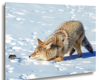 Coyote and Vole Action Photo – Winter Wildlife Wall Art Print