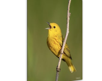 Impression de paruline jaune - art mural de photographies d'oiseaux - oeuvre d'art animalière - décoration nature
