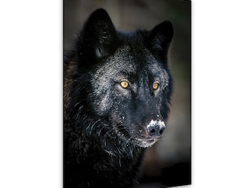 Wild Gaze – Close-Up Black Wolf Fine Art Print