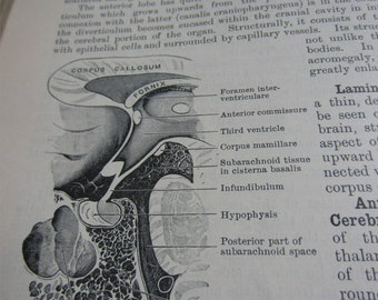 Vintage Cunningham's Textbook of Anatomy 1931