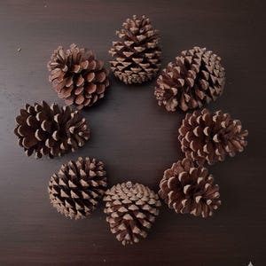Long Leaf Pine Cones, Natural Christmas Decor (Pack of 4)