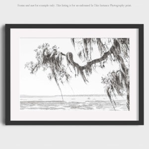 South Carolina Low Country Photography, Living Oak Tree Coastal Salt Marsh Wall Art, Modern Nature Travel Photo Print