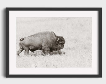 Buffalo in Prairie Nature Landscape Photography, Bison in Custer State Park South Dakota Wildlife Black and White Wall Art Photo Prints