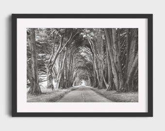 Cypress Tree Tunnel Photography, Black and White Landscape Nature California Tree Avenue Landscape Photo Wall Art Print