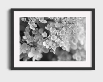 Hydrangea Photography, Black and White Floral Print Wall Art