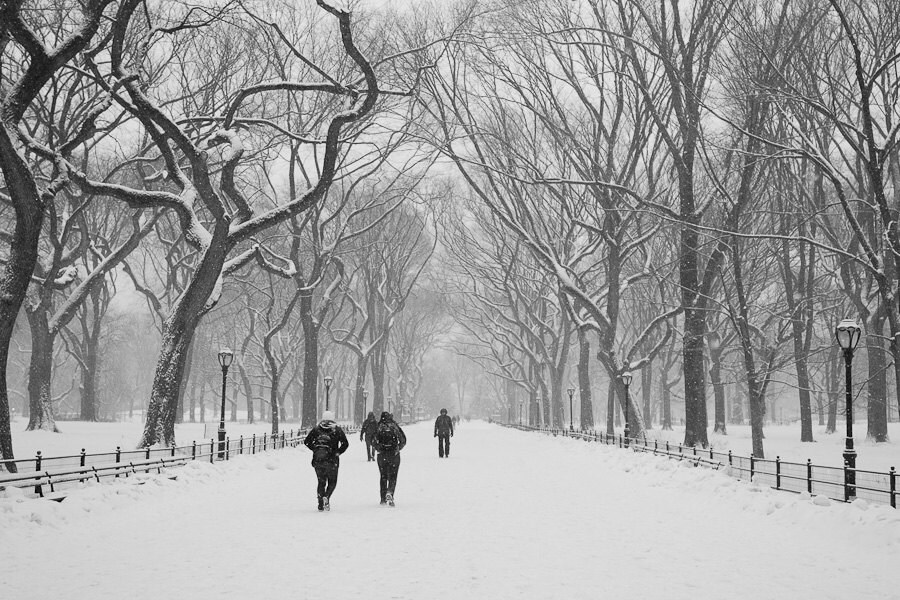 New York City Photography Winter Central Park Nature Black | Etsy