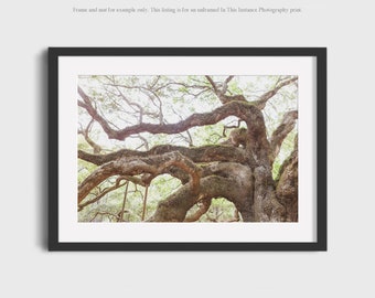 Angel Oak Tree Photography: Charleston South Carolina Nature Print