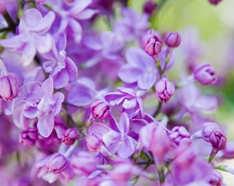 Lilac Floral Photography Print