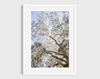 Eucalyptus Tree Photography Print, Nature Wall Art