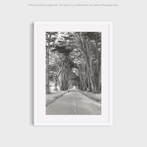 Cypress Tree Tunnel Print: Black and White California Landscape