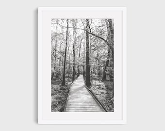 South Carolina Photography, Congaree National Park Tree Wall Art, Modern Nature Travel Photo Print