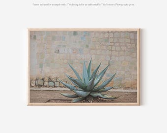 Agave Photography Print, Mexico Botanical Wall Art