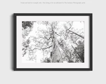 Eucalyptus Tree Landscape Photography Print, Nature Wall Art