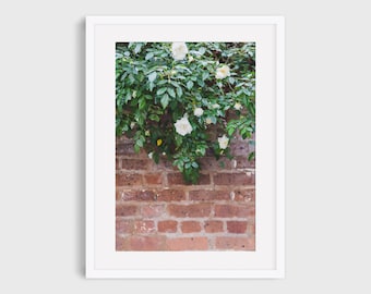 Rose Garden Photography Print, Floral Wall Art, Cottage Decor