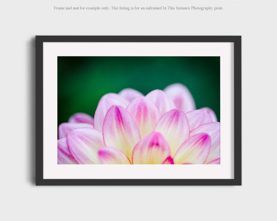 Flower Photography Abstract Garden Dahlias Pink Green Floral Etsy