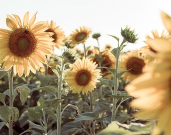 Sunflower Field Photography Print, Nature Flower Vintage Yellow Wall Art Romantic Whimsical Country Cottage Cheerful Art Dreamy