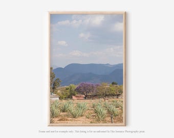 Mexico Agave Field Photography Print, Oaxaca Nature Wall Art