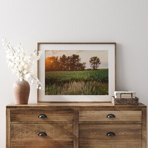 May include: A framed photograph of a field of green plants with a line of trees in the background. The sun is setting behind the trees, casting a warm glow on the scene.