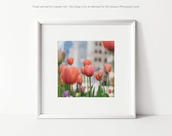 Chicago Tulips Photography Print