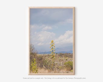 Agave Flower and Mexico Landscape Photography Print, Oaxaca Nature Wall Art