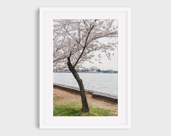 Washington DC Cherry Blossoms Photography, Tidal Basin Jefferson Memorial Peak Bloom Wall Art, Urban Landscape Travel Pastel Photo Print