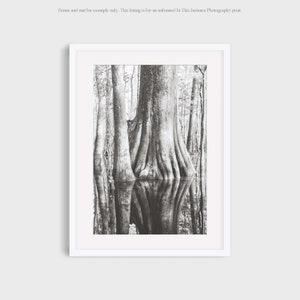 South Carolina Photography, Bald Cypress Tree Wall Art, Modern Nature Travel Photo Print