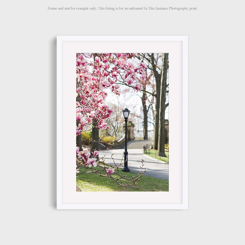 May include: A photograph of a pink magnolia tree in bloom in a park setting. A black street lamp stands in the middle of a paved pathway. The background is a blurred view of trees and a building.