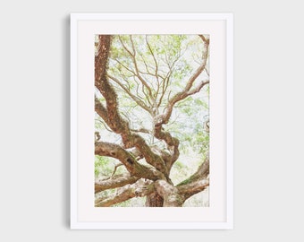 Angel Oak Tree Photography: Charleston South Carolina Nature Print