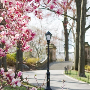 May include: A pink magnolia tree in bloom with a black lamppost in the background. The tree is in full bloom with pink flowers covering the branches. The lamppost is tall and slender with a black metal base and a black metal lampshade. The background is a blurry image of a park with trees and a path.