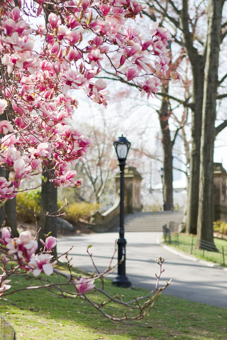 May include: A pink magnolia tree in bloom with a black lamppost in the background. The tree is in full bloom with pink flowers covering the branches. The lamppost is tall and slender with a black metal base and a black metal lampshade. The background is a blurry image of a park with trees and a path.
