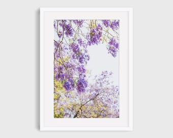 Jacaranda Tree Photography Print, Floral Wall Art