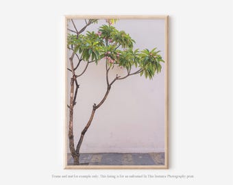 Mexico Botanical Photography Print, Oaxaca Plumeria Tree Colorful Wall Art